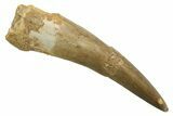 Fossil Plesiosaur (Zarafasaura) Tooth - Morocco #298317-1